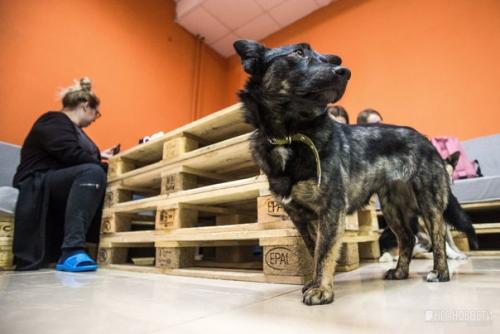 Нельзя кормить, но можно забрать домой: в Новосибирске открыли кафе с бездомными собаками. 05