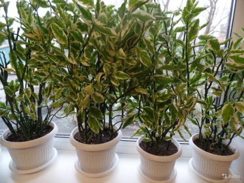 Педилантус титималоидный: уход и размножение? 

