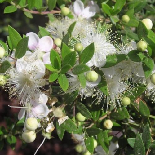 Уход_за_цветами@Cvetochniyvodopad. 06