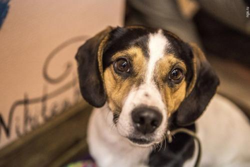 Нельзя кормить, но можно забрать домой: в Новосибирске открыли кафе с бездомными собаками. 06