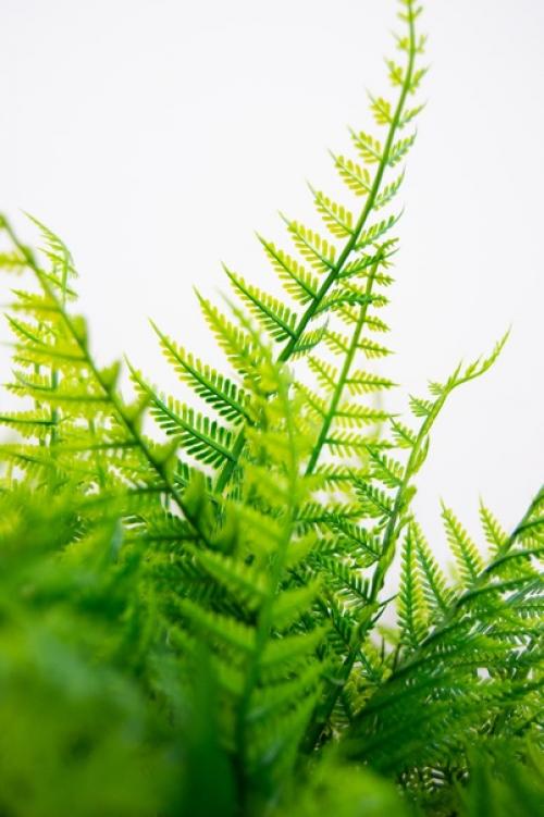 Декоративный папоротник изготовлен из современных материалов, не требующего особого ухода. 03