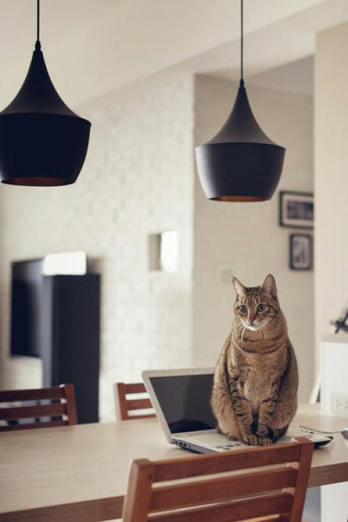 Дизайн двухкомнатной квартиры - кошкин дом. 03