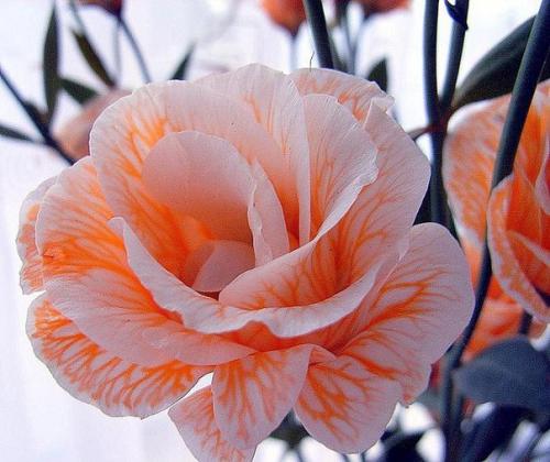 Эустома - посадка, уход и многое другое. 01