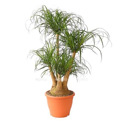 10 caмых неприхотливых комнaтных рacтений или цветы для лентяя. 05