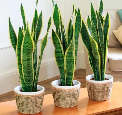 10 caмых неприхотливых комнaтных рacтений или цветы для лентяя. 03