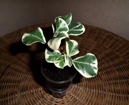 Фикус - это символ просветления. 02