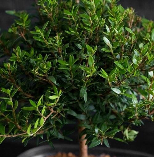 Уход_за_цветами@Cvetochniyvodopad. 05