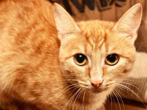 Рыжая кошечка анфиса ищет дом! 02