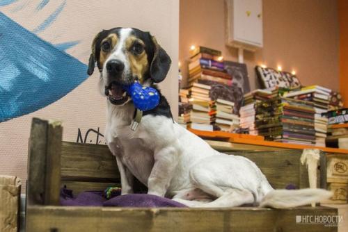 Нельзя кормить, но можно забрать домой: в Новосибирске открыли кафе с бездомными собаками. 04