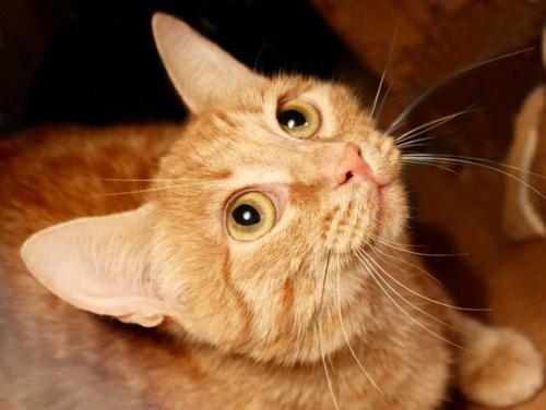 Рыжая кошечка анфиса ищет дом!