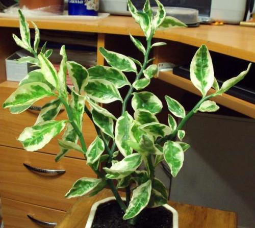 Педилантус титималоидный: уход и размножение? 05