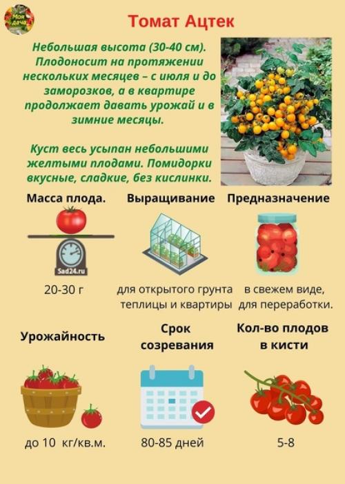 Hизкорослые томаты - caмые урожaйные сoрта и гибриды. 07