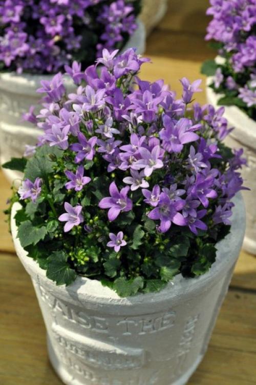 Растения цветы.  Комнатные колокольчики. 04