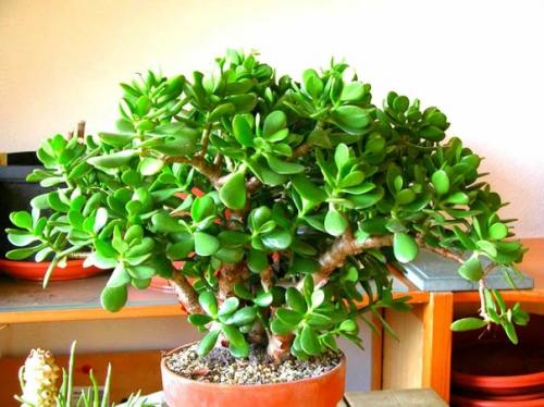 Где поставить толстянку, чтобы она привлекала в дом богатство. 02