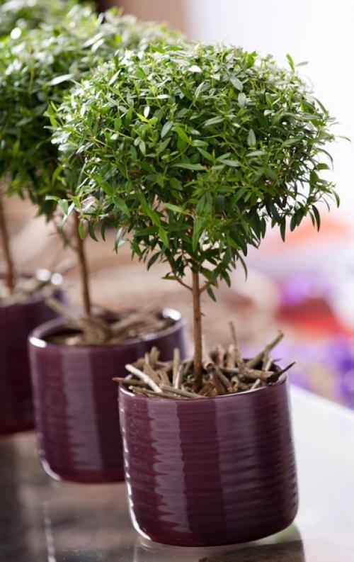 Уход_за_цветами@Cvetochniyvodopad. 03