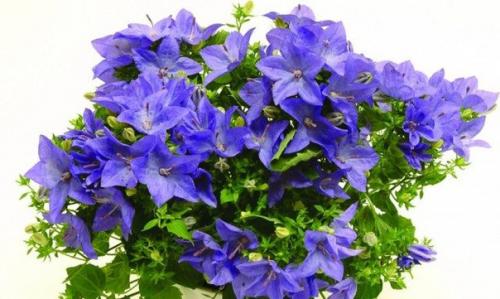 Растения цветы.  Комнатные колокольчики. 02