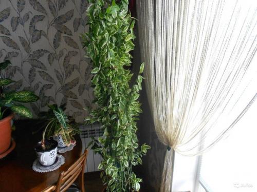 Педилантус титималоидный: уход и размножение? 01