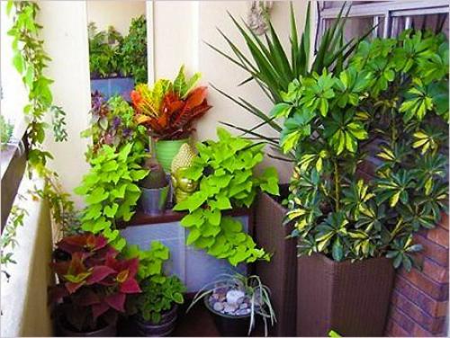 Зеленый уголок в интерьере. 01