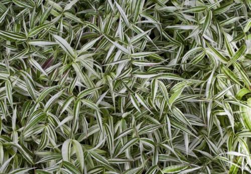 Оплисменус - пёстрый комнатный злак остянка.