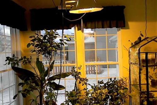 Освещение комнатных лимонов?