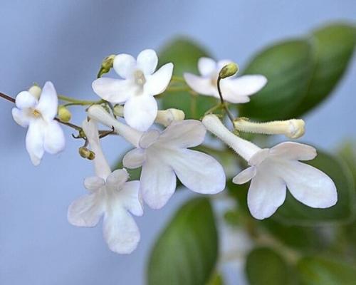 Восхитительная стрептокарпелла.  Это цветущее растение относится к семейству геснериевых и является родственником сенполии, глоксинии, ахименеса. 08