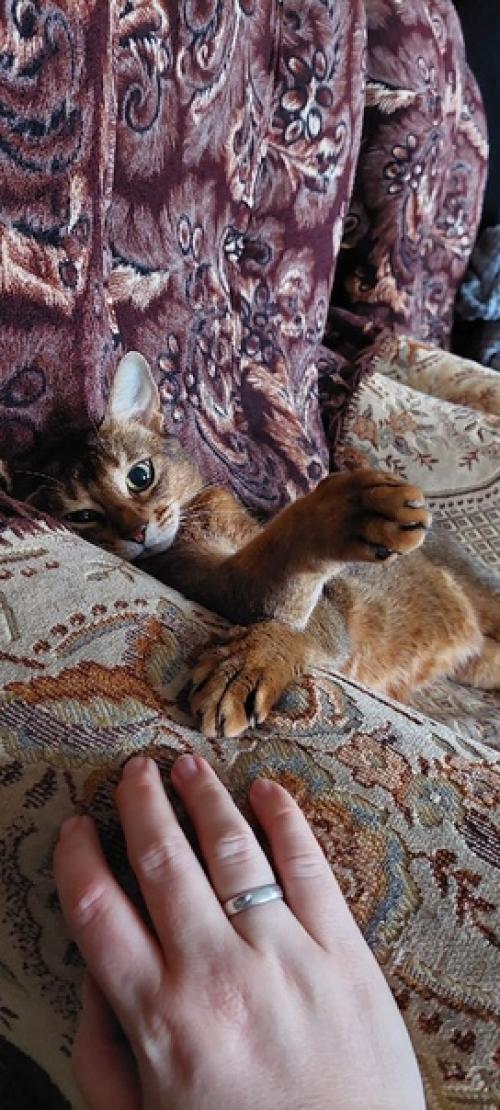 Кота.  Когда когда мы сюда переехали толстый облюбовал зал. , он все облюбовал, и спит везде где только может исходя из настроения. 01