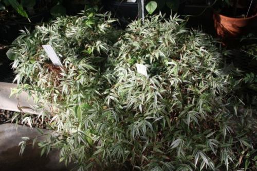 Оплисменус - пёстрый комнатный злак остянка. 02