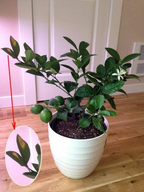 Освещение комнатных лимонов? 02