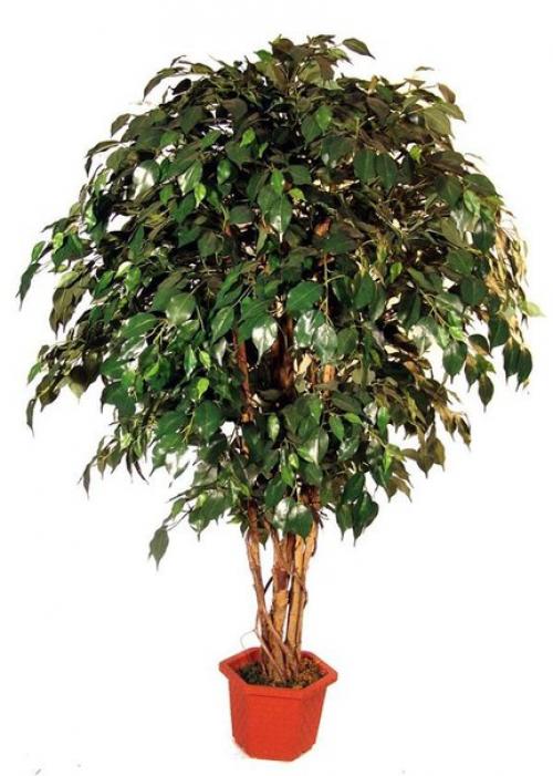 Почему не растет фикус бенджамина? 03