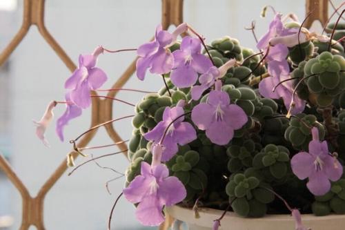 Восхитительная стрептокарпелла.  Это цветущее растение относится к семейству геснериевых и является родственником сенполии, глоксинии, ахименеса. 06