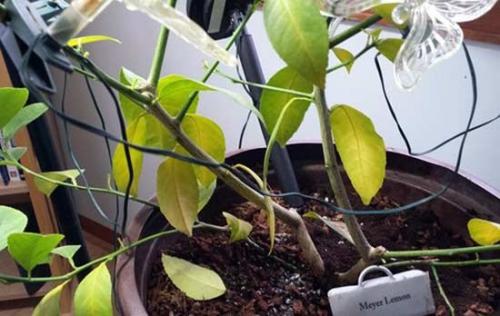 Освещение комнатных лимонов? 01