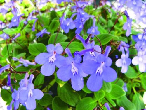 Восхитительная стрептокарпелла.  Это цветущее растение относится к семейству геснериевых и является родственником сенполии, глоксинии, ахименеса. 01