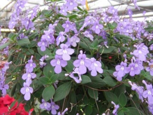 Восхитительная стрептокарпелла.  Это цветущее растение относится к семейству геснериевых и является родственником сенполии, глоксинии, ахименеса. 04