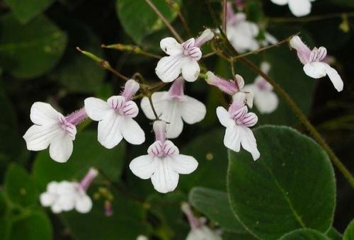 Восхитительная стрептокарпелла.  Это цветущее растение относится к семейству геснериевых и является родственником сенполии, глоксинии, ахименеса. 03