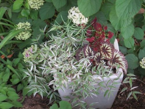 Оплисменус - пёстрый комнатный злак остянка. 01