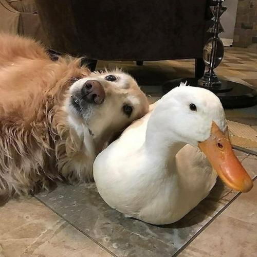 Необыкновенная дружба дома у моего соседа! 02