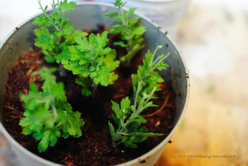 Красочные подушки комнатных хризантем. 05