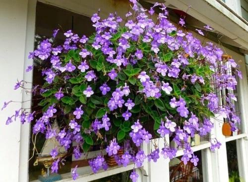 Восхитительная стрептокарпелла.  Это цветущее растение относится к семейству геснериевых и является родственником сенполии, глоксинии, ахименеса. 09