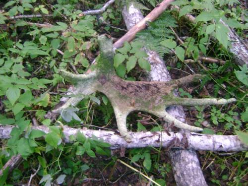 Мы привыкли собирать в лесу грибы и ягоды. 02