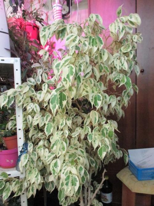 Почему не растет фикус бенджамина? 06