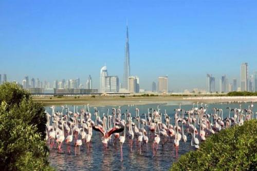 Что посетить в Дубае? 07