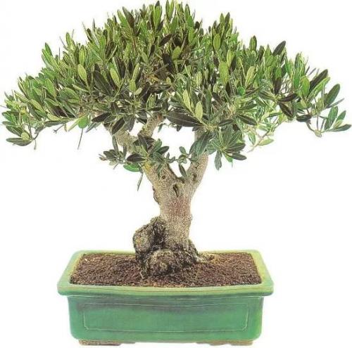 Оливковое чудо на вашем подоконнике! 01