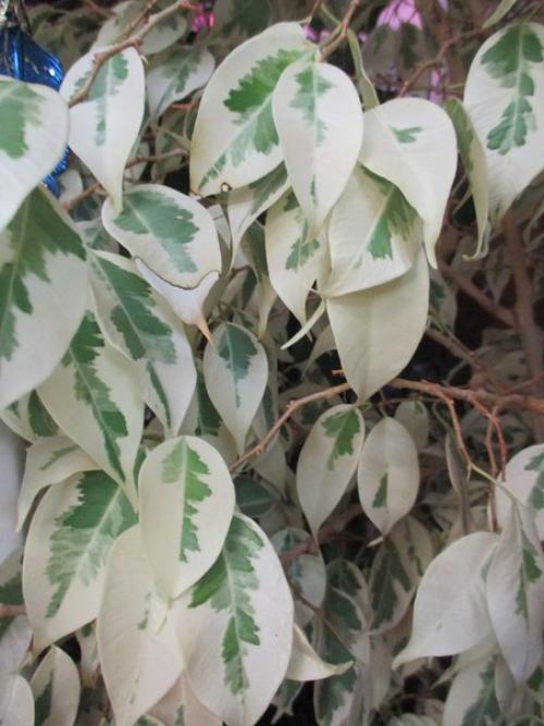 Почему не растет фикус бенджамина? 01