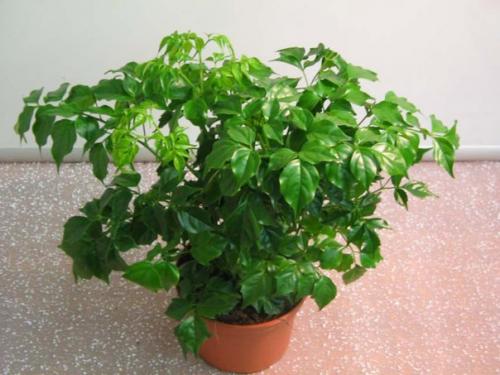 Радермахера - изумрудная королева? 05