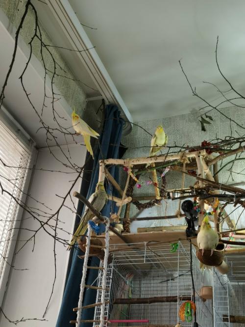 Для чего ветки попугаям? 03