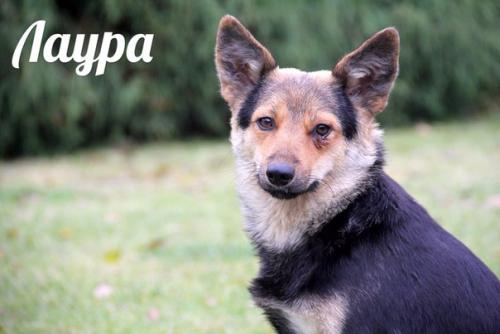 Три собачки - сестрички живут под окном и очень хотят обрести теплый дом! 03 Три собачки - сестрички живут под окном и очень хотят обрести теплый дом! 03