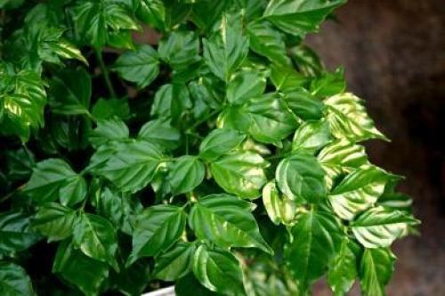 Радермахера - изумрудная королева? 02