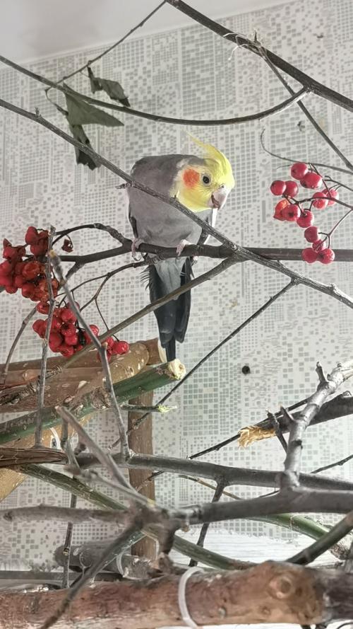 Для чего ветки попугаям? 01