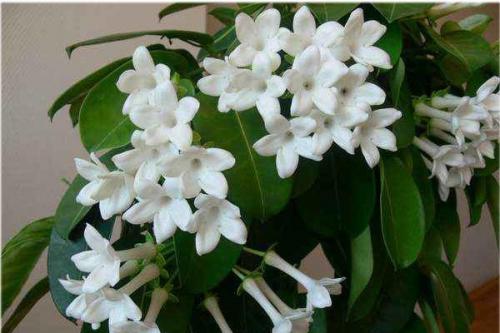 Это интересно - растения помогающие уснуть. 03 Это интересно - растения помогающие уснуть. 03