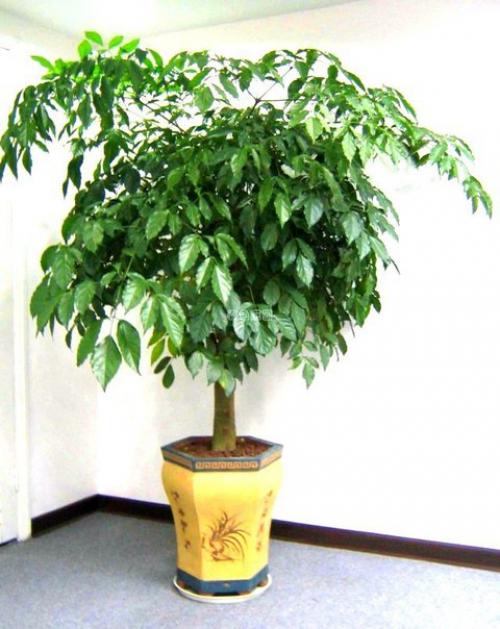 Радермахера - изумрудная королева? 07